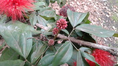 Calliandra trinervia