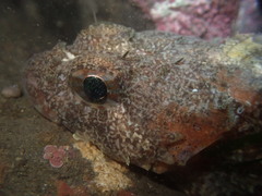 Hemilepidotus spinosus