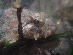 Hemilepidotus spinosus