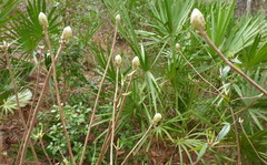 Rhododendron flammeum