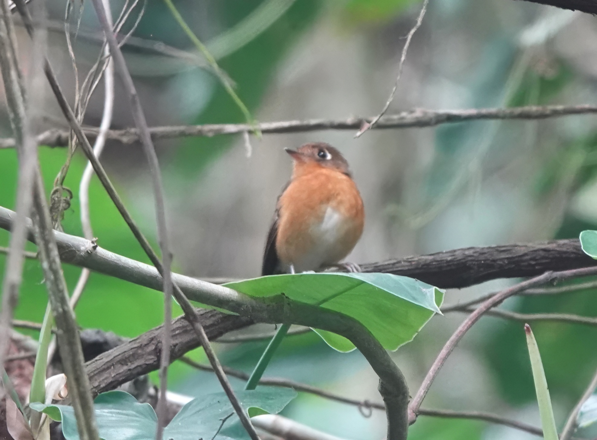 Rusty-breasted Antpitta (Grallaricula ferrugineipectus), photo 10
