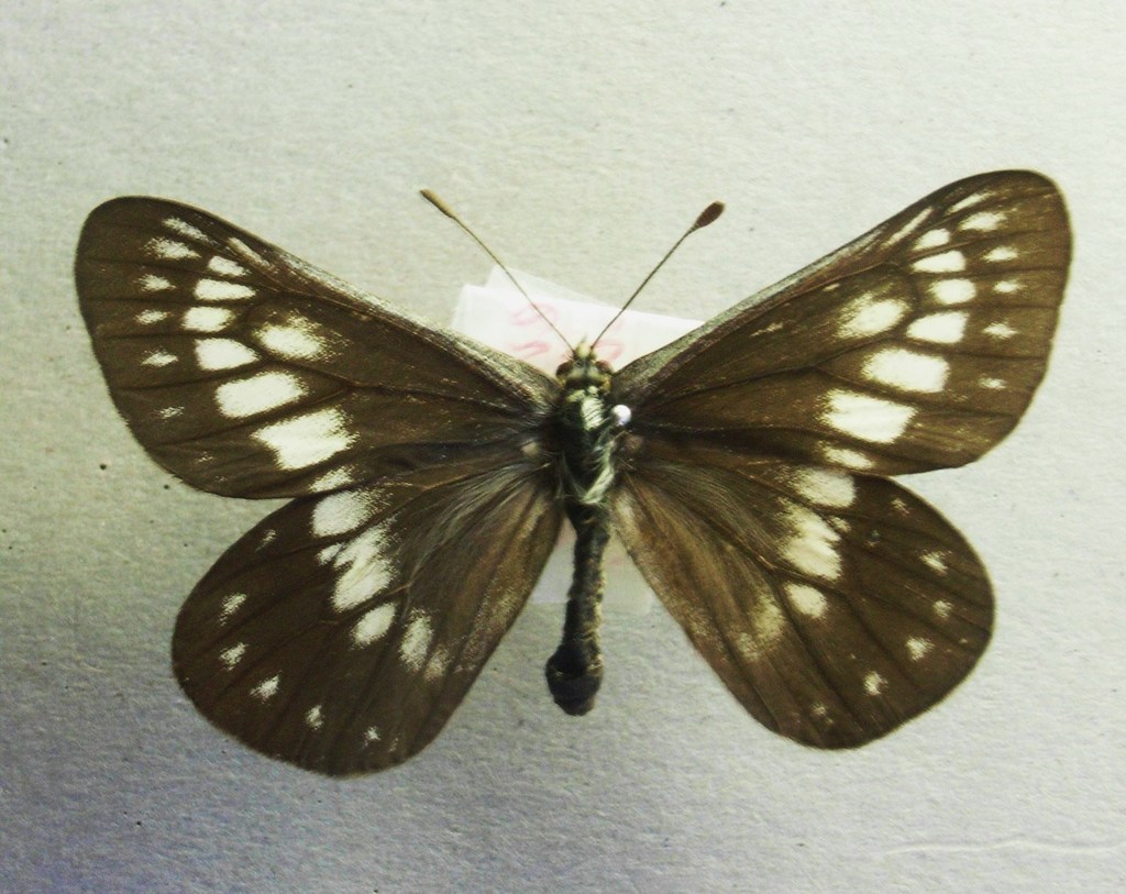 madrone butterfly