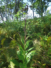 Saussurea neoserrata