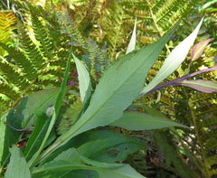 Saussurea neoserrata