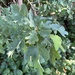 Quercus × bimundorum - Photo (c) Branson Khounvichith, μερικά δικαιώματα διατηρούνται (CC BY-SA), uploaded by Branson Khounvichith