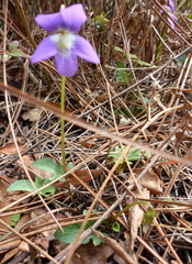 Viola sagittata