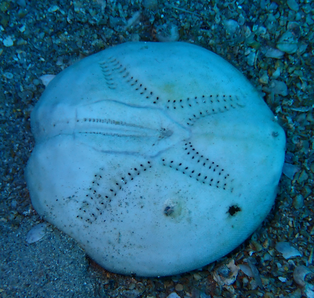 Echinocardium fenauxi