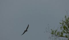 Geranoaetus albicaudatus