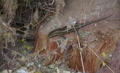 Trachylepis quinquetaeniata