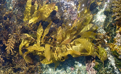 Lessonia tholiformis