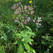 Saussurea parviflora - Photo (c) V.S. Volkotrub, μερικά δικαιώματα διατηρούνται (CC BY-NC), uploaded by V.S. Volkotrub