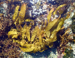 Lessonia tholiformis