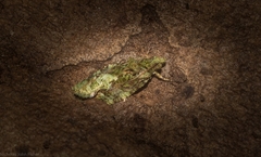 Sorolopha delochlora