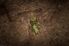 Sorolopha delochlora