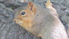 Sciurus niger