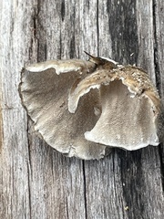 Trametes versicolor image