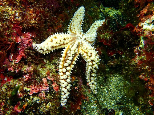 Spiny Starfish, photo 3 of 10