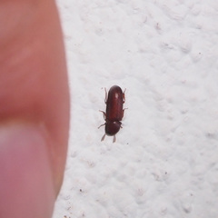 Corticeus