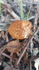 Bolbitius titubans var. olivaceus image