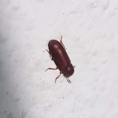 Corticeus