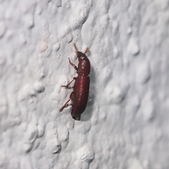 Corticeus