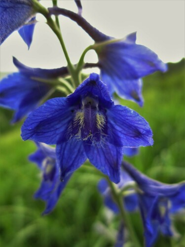 Delphinium laxiflorum