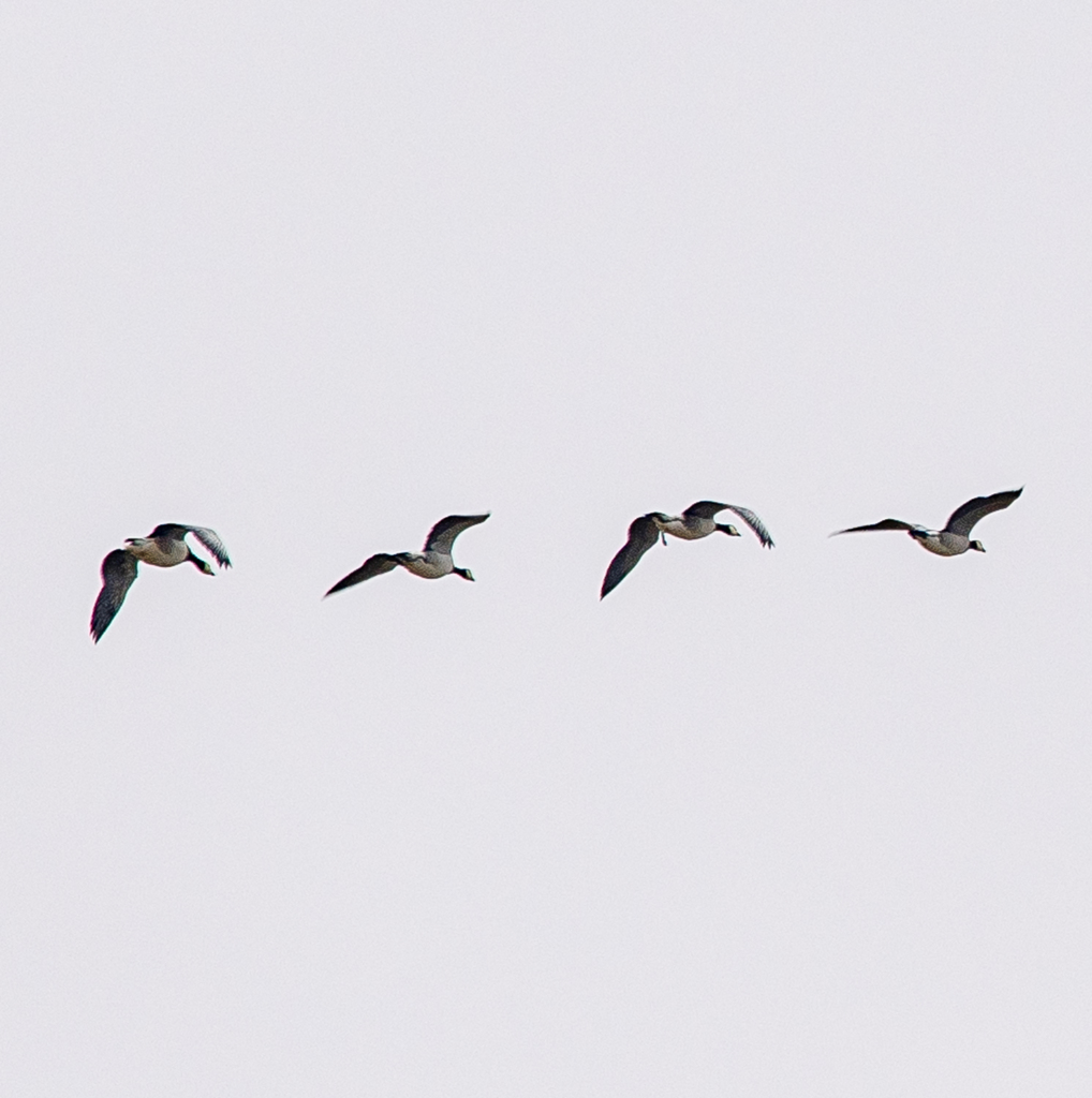 Barnacle Goose from Longyearbyen 9170, Svalbard and Jan Mayen on August ...