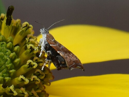 fig-tree skeletonizer moth, Groesbeek, Nederland, photo 7 of 10