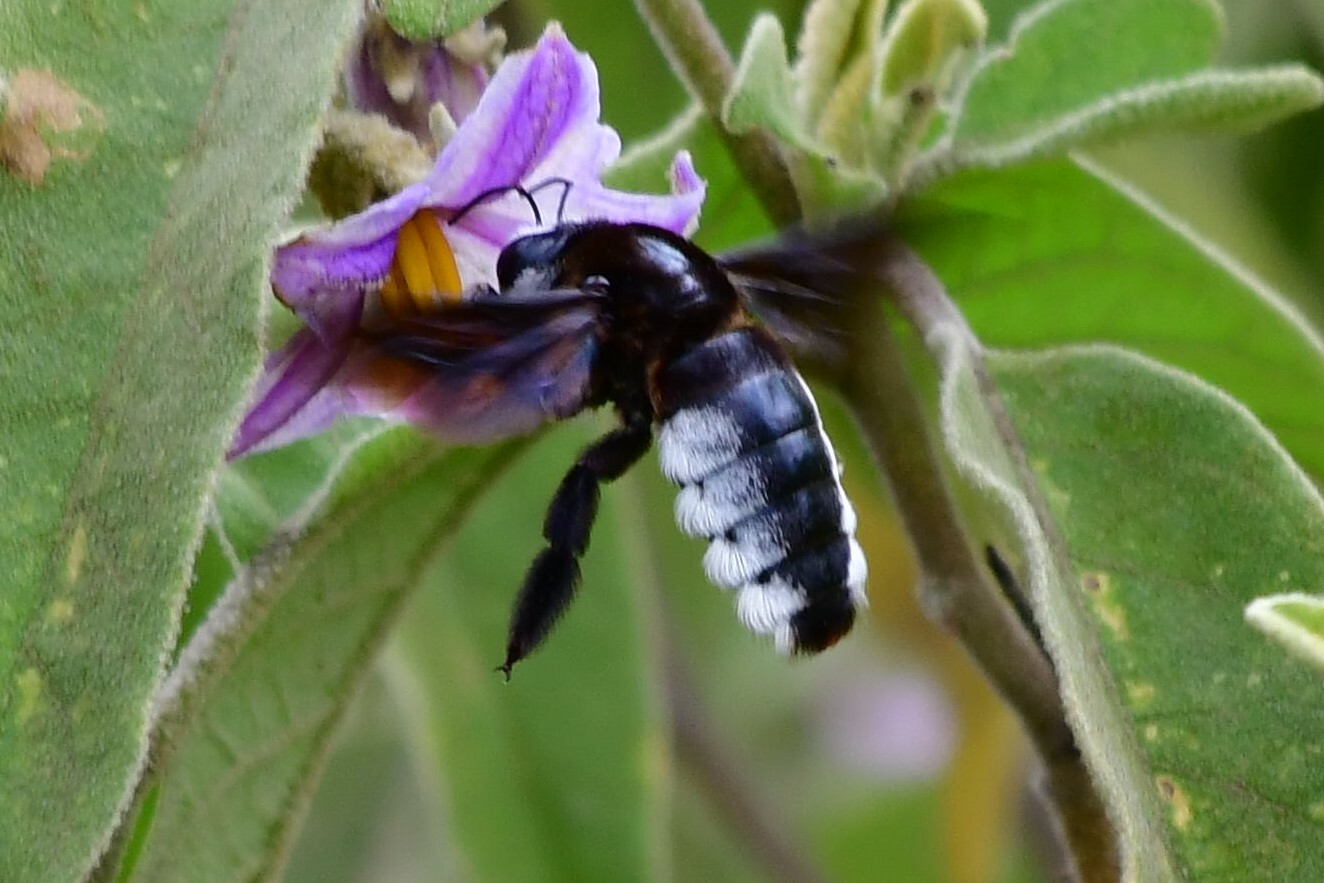 小物 bee Xylocopa appendiculata - Wikipedia