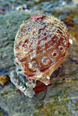 Haliotis australis