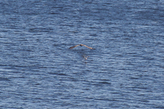 Haliaeetus albicilla