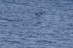 Haliaeetus albicilla