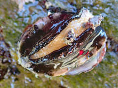 Haliotis australis