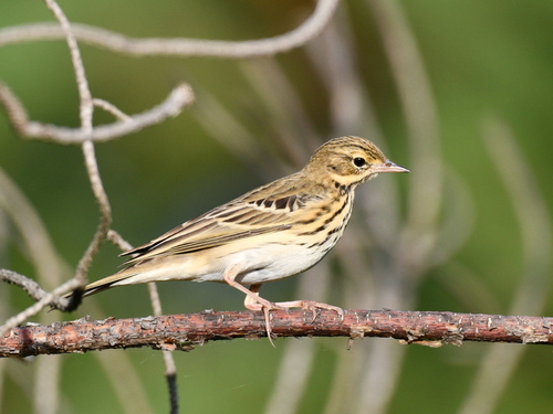 Tree Pipit, photo 8 of 10