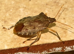Coenomorpha