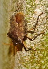 Coenomorpha