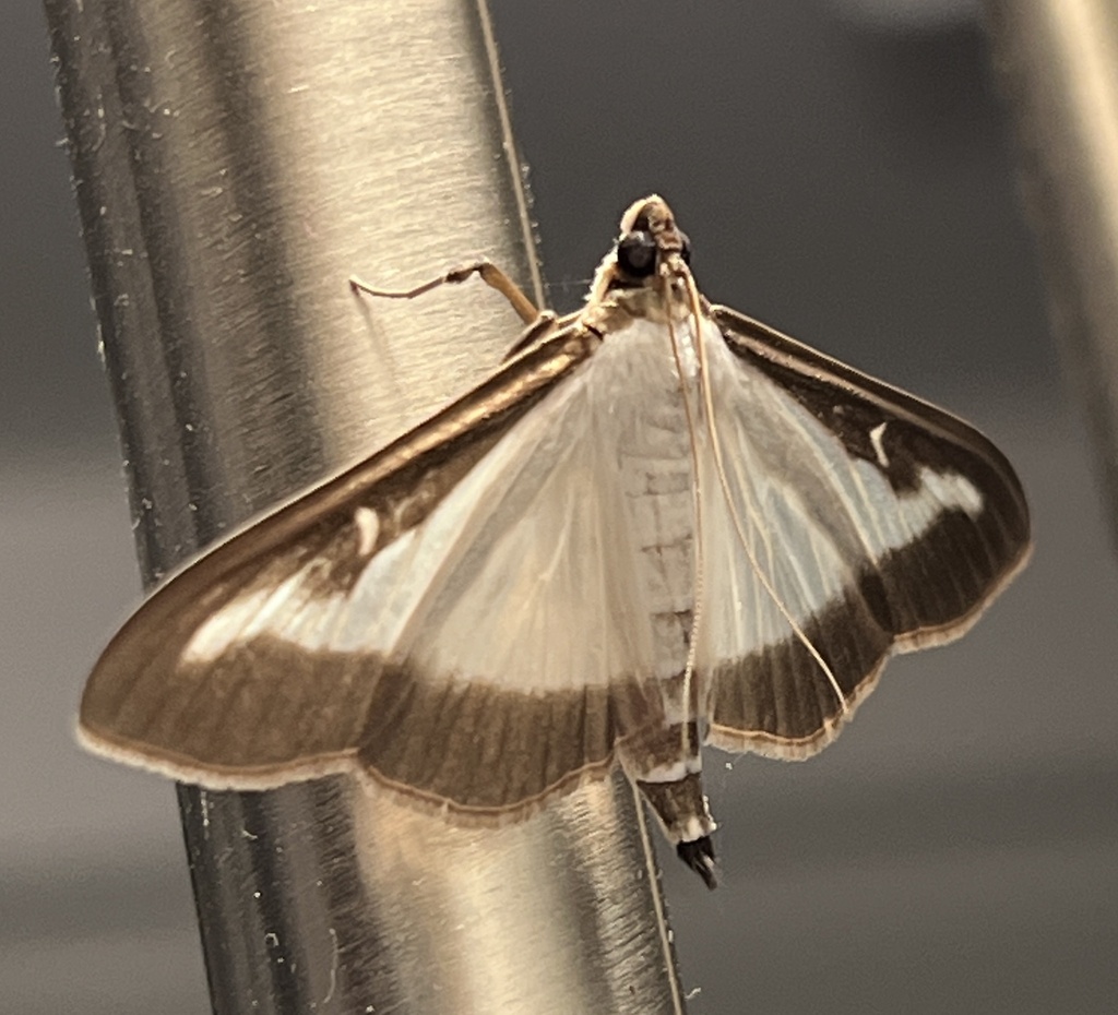 Box Tree Moth from Václavkova, Mladá Boleslav, 20, CZ on September 4 ...