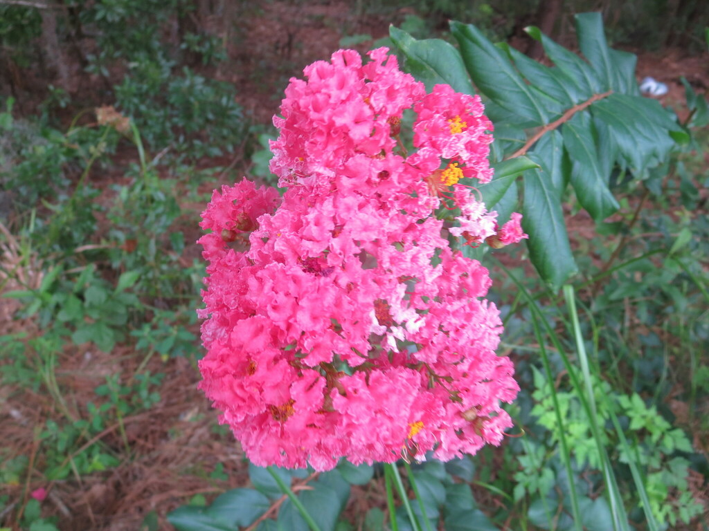 Lagerstroemia indica, Georgetown, GA, USA