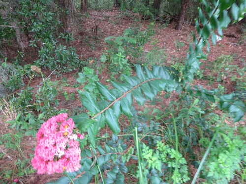 Lagerstroemia indica