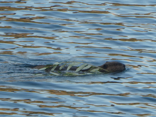 American Beaver photographed in Montana