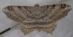 Macaria multilineata