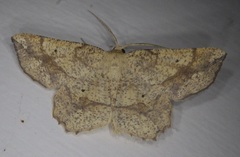 Euchlaena pectinaria