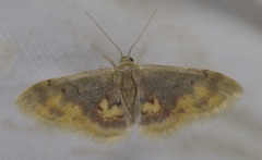Idaea scintillularia