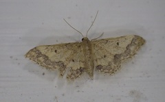 Idaea celtima