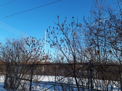 Rhus typhina