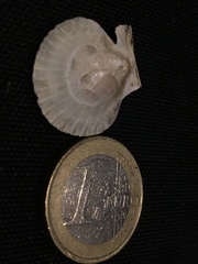 Aequipecten opercularis