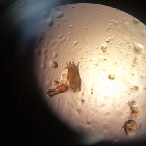Cat/Dog Ear Mite