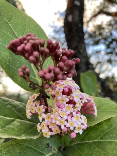 Rogiera cordata, 2020-12-12