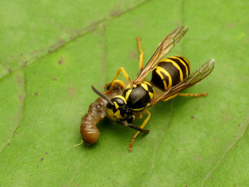 Eastern yellowjacket