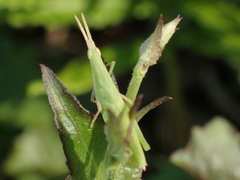 Atractomorpha lata